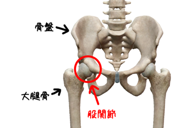 股関節