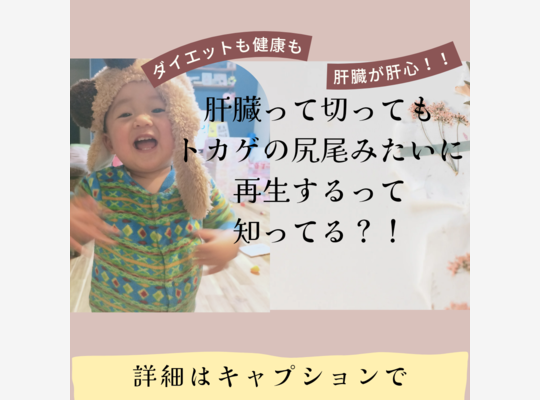 肝臓は再生する